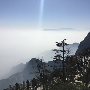 猫猫狐狐春梦之夜图片
